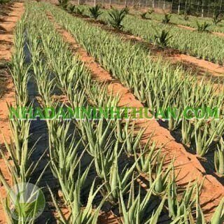 Trồng Cây Nha Đam Thái Quy Mô 2 Đến 4 Sào - Ảnh 14