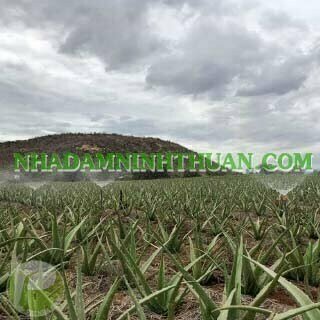 Trồng Nha Đam Thái Quy Mô Từ 1 Hecta Trở Lên - Ảnh 18