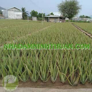 5 Cây Nha Đam Thái Giống Lớn Trên 6 Tháng Tuổi - Ảnh 8