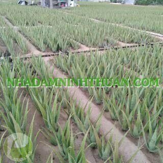 5 Cây Nha Đam Thái Giống Lớn Trên 6 Tháng Tuổi - Ảnh 7