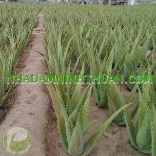 5 Cây Nha Đam Thái Giống Lớn Trên 6 Tháng Tuổi - Ảnh 6