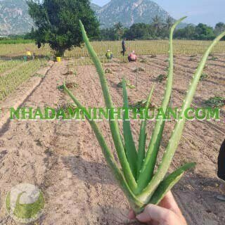 Trồng Cây Nha Đam Thái Quy Mô 2 Đến 4 Sào - Ảnh 10