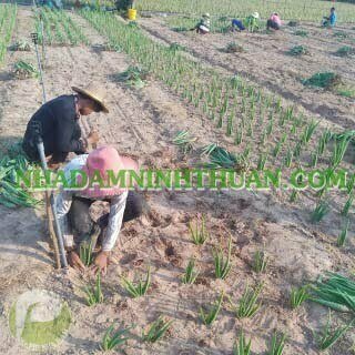 Trồng Cây Nha Đam Thái Quy Mô 2 Đến 4 Sào - Ảnh 11