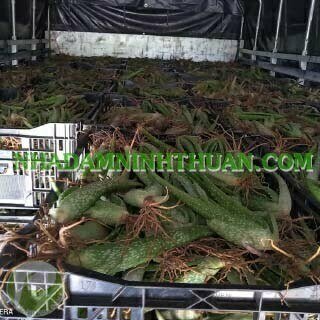 Nha Đam Giống Thái Gói Trên 3000 Cây - Ảnh 5