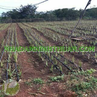 Trồng Cây Nha Đam Thái Quy Mô 2 Đến 4 Sào - Ảnh 6