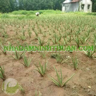 Trồng Cây Nha Đam Thái Quy Mô 2 Đến 4 Sào - Ảnh 17