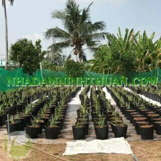 3000 Cây Nha Đam Giống Thái Aloe Vera - Ảnh 5