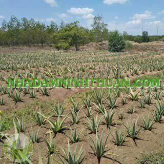 Trồng Cây Nha Đam Thái Quy Mô 2 Đến 4 Sào - Ảnh 9