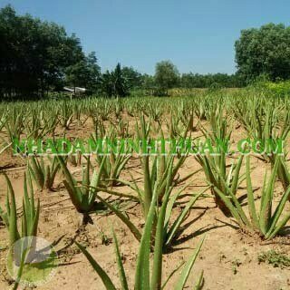 Trồng Nha Đam Thái Quy Mô Từ 1 Hecta Trở Lên - Ảnh 16