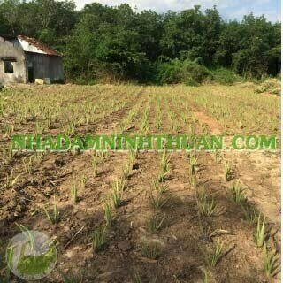 Trồng Cây Nha Đam Thái Quy Mô 2 Đến 4 Sào - Ảnh 16