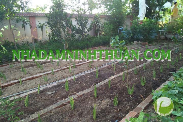 Trồng Cây Nha Đam Thái Quy Mô 2 Đến 4 Sào - Ảnh 15