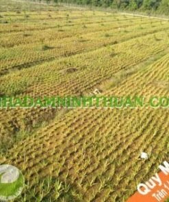 Trồng Nha Đam Thái Quy Mô Từ 1 Hecta Trở Lên