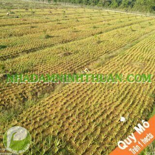 Trồng Nha Đam Thái Quy Mô Từ 1 Hecta Trở Lên