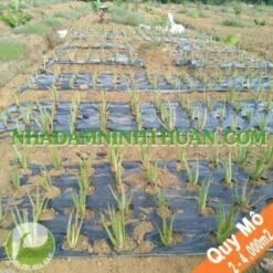 Trồng Cây Nha Đam Thái Quy Mô 2 Đến 4 Sào