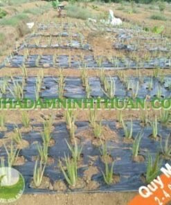 Trồng Cây Nha Đam Thái Quy Mô 2 Đến 4 Sào