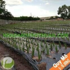 Trồng Cây Nha Đam Thái Quy Mô 5 Sào Đến 1 Hecta