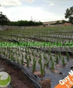 Trồng Cây Nha Đam Thái Quy Mô 5 Sào Đến 1 Hecta