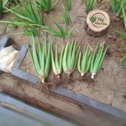 Cây nha đam thái 4-6 Tháng 1.1