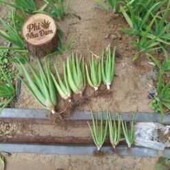 Cây nha đam thái 4-6 Tháng 2