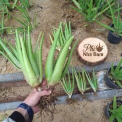 Cây nha đam thái 4-6 Tháng 3