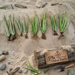 Cây nha đam thái 4-6 Tháng 4