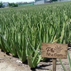 Cây nha đam thái 4-6 Tháng 5