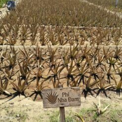 Cây nha đam thái 4-6 Tháng 6