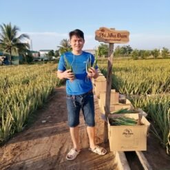 Cây nha đam thái (cây con) 2