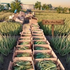 Cây nha đam thái (cây con) 3