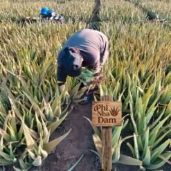 Cây nha đam thái (cây con) 4