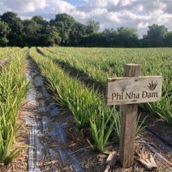 Cây nha đam thái (cây con) 5