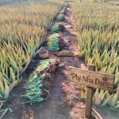 Cây nha đam thái (cây con) 6