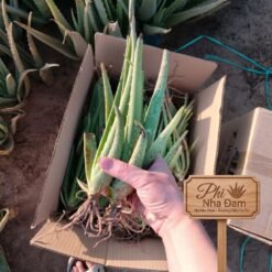 Cây nha đam thái (cây con) 7