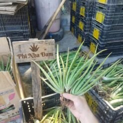 Cây nha đam thái (cây con) 8