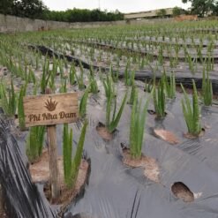 Cây nha đam thái (cây con) 9