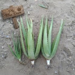 Cây nha đam thái lớn 4