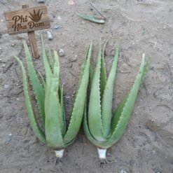 Cây nha đam thái lớn 5