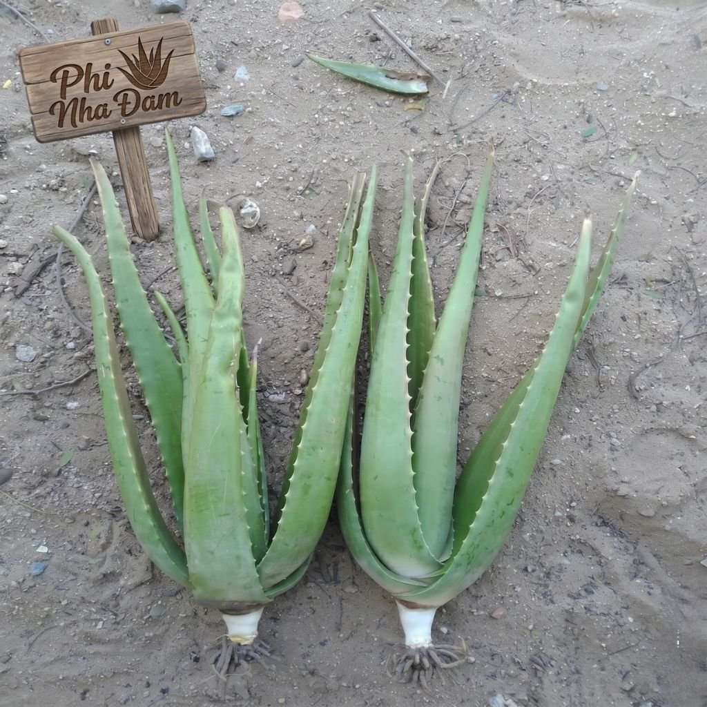 Cây nha đam thái lớn 5