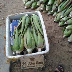 Cây nha đam thái lớn 6
