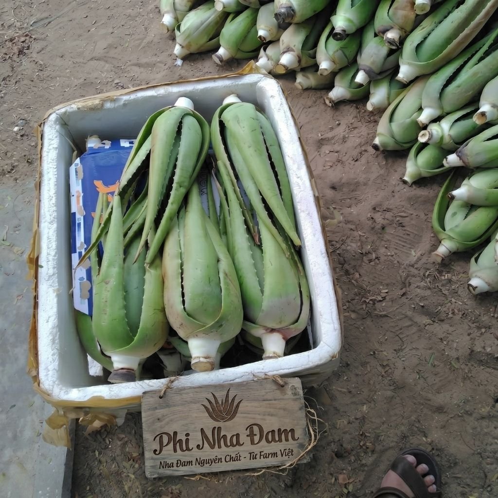 Cây nha đam thái lớn 6