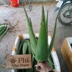 Cây nha đam thái lớn 7