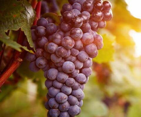 Nho tươi liều thuốc bổ cho sức khỏe