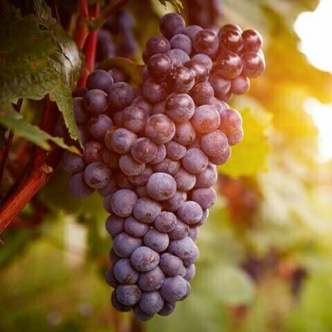 Nho tươi liều thuốc bổ cho sức khỏe