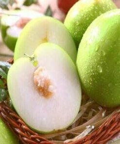 Táo Ta Ninh Thuận