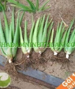 10 Cây Nha Đam Giống Thái 4 Đến 6 Tháng Tuổi