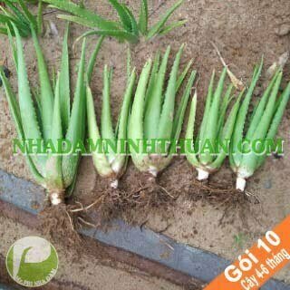 10 Cây Nha Đam Giống Thái 4 Đến 6 Tháng Tuổi