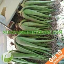 10 Cây Nha Đam Thái Giống Lớn Trên 6 Tháng Tuổi