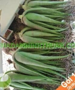 10 Cây Nha Đam Thái Giống Lớn Trên 6 Tháng Tuổi