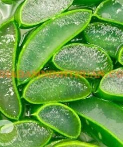 Alternative view of Thạch Nha Đam Trên 500 KG