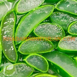 Thạch Nha Đam Trên 500 KG - Ảnh 2